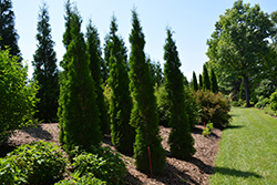 Thin Man Arborvitae (Thuja occidentalis 'SMTOTM') at Lakeshore Garden Centres