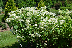 Honeymoon Hydrangea (Hydrangea paniculata 'Honeymoon') at Lakeshore Garden Centres