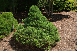 Dwarf Moss Falsecypress (Chamaecyparis pisifera 'Squarrosa Minima') at Lakeshore Garden Centres