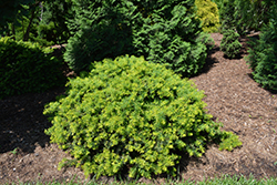 Helen Corbet Japanese Yew (Taxus cuspidata 'Helen Corbet') at Lakeshore Garden Centres