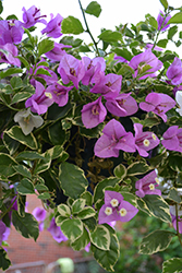 Blueberry Ice Bougainvillea (Bougainvillea 'Blueberry Ice') at Lakeshore Garden Centres