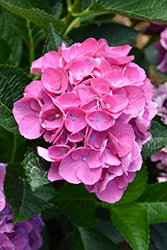 Cityline Vienna Hydrangea (Hydrangea macrophylla 'Vienna Rawi') at Lakeshore Garden Centres