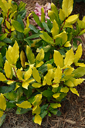 Sicilian Sunshine Sweet Bay (Laurus nobilis 'LNSS') at Lakeshore Garden Centres