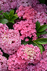 Paraplu Hydrangea (Hydrangea macrophylla 'SMHMP1') at Lakeshore Garden Centres