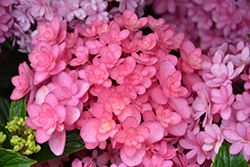 Paraplu Hydrangea (Hydrangea macrophylla 'SMHMP1') at Lakeshore Garden Centres