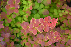 Sunjoy Tangelo Japanese Barberry (Berberis thunbergii 'O'Byrne') at Lakeshore Garden Centres