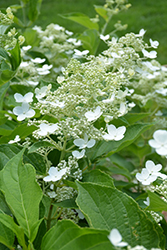Honeymoon Hydrangea (Hydrangea paniculata 'Honeymoon') at Lakeshore Garden Centres