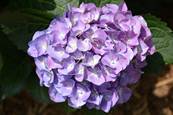 Cityline Berlin Hydrangea (Hydrangea macrophylla 'Berlin Rabe') at Lakeshore Garden Centres