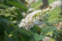 Butterfly Candy Li'l Coconut Butterfly Bush (Buddleia davidii 'BotEx 003') at Lakeshore Garden Centres