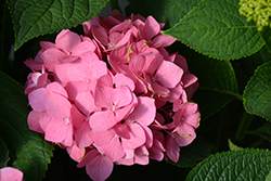 Let's Dance Big Easy Hydrangea (Hydrangea macrophylla 'Berner') at Lakeshore Garden Centres