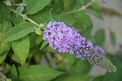 Butterfly Candy Li'l Lavender Butterfly Bush (Buddleia davidii 'BotEx 004') at Lakeshore Garden Centres