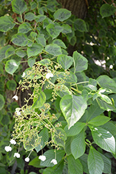 Firefly Climbing Hydrangea (Hydrangea anomala ssp. petiolaris 'Firefly') at Lakeshore Garden Centres