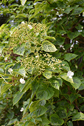 Firefly Climbing Hydrangea (Hydrangea anomala ssp. petiolaris 'Firefly') at Lakeshore Garden Centres