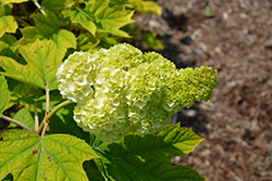 Vaughn's Lillie Hydrangea (Hydrangea quercifolia 'Vaughn's Lillie') at Lakeshore Garden Centres