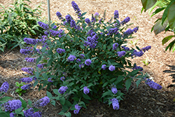 Lo & Behold Blue Chip Butterfly Bush (Buddleia 'Blue Chip') at A Very Successful Garden Center