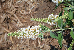 Lo & Behold Ice Chip Butterfly Bush (Buddleia 'Ice Chip') at Lakeshore Garden Centres