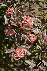 Summer Wine Ninebark (Physocarpus opulifolius 'Seward') at Golden Acre Home & Garden