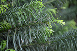 Duke Gardens Plum Yew (Cephalotaxus harringtonia 'Duke Gardens') at Lakeshore Garden Centres