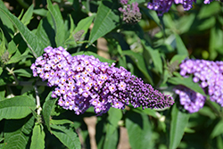 Pugster Amethyst Butterfly Bush (Buddleia 'SMNBDL') at Lakeshore Garden Centres