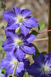 Brother Stefan Clematis (Clematis 'Stefan Franczak') at Lakeshore Garden Centres