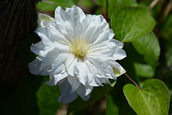 Madame Maria Clematis (Clematis 'Maria Sklodowska Curie') at Lakeshore Garden Centres