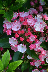 Ostbo Red Mountain Laurel (Kalmia latifolia 'Ostbo Red') at Lakeshore Garden Centres