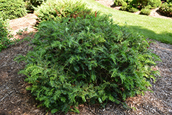 Fritz Huber Plum Yew (Cephalotaxus harringtonia 'Fritz Huber') at Lakeshore Garden Centres