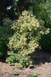 Young Lady Smokebush (Cotinus coggygria 'Young Lady') at Peter Knippel Garden Centre