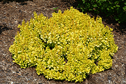 Sunjoy Mini Saffron Japanese Barberry (Berberis thunbergii 'Kasia') at Lakeshore Garden Centres