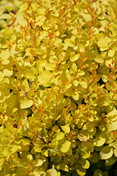 Sunjoy Mini Saffron Japanese Barberry (Berberis thunbergii 'Kasia') at Lakeshore Garden Centres