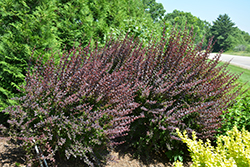 Sunjoy Syrah Japanese Barberry (Berberis thunbergii 'Helen') at Lakeshore Garden Centres