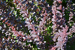 Sunjoy Syrah Japanese Barberry (Berberis thunbergii 'Helen') at Lakeshore Garden Centres