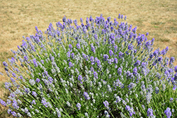 Munstead Lavender (Lavandula angustifolia 'Munstead') at Peter Knippel Garden Centre