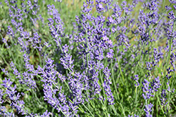 Dwarf Silver Lavender (Lavandula angustifolia 'Dwarf Silver') at Lakeshore Garden Centres