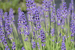 Royal Velvet Lavender (Lavandula angustifolia 'Royal Velvet') at Lakeshore Garden Centres