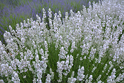 Melissa Lavender (Lavandula angustifolia 'Melissa') at Lakeshore Garden Centres