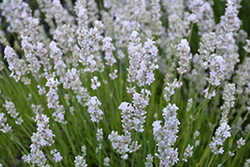 Melissa Lavender (Lavandula angustifolia 'Melissa') at Lakeshore Garden Centres