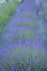 Tall Hidcote Lavender (Lavandula angustifolia 'Tall Hidcote') at Lakeshore Garden Centres