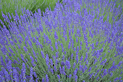 Tall Hidcote Lavender (Lavandula angustifolia 'Tall Hidcote') at Lakeshore Garden Centres
