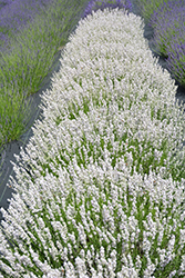 Melissa Lavender (Lavandula angustifolia 'Melissa') at Lakeshore Garden Centres