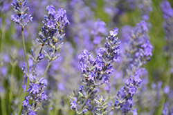 Sachet Lavender (Lavandula angustifolia 'Sachet') at Lakeshore Garden Centres