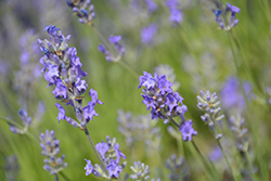 Sachet Lavender (Lavandula angustifolia 'Sachet') at Lakeshore Garden Centres