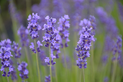 Purple Bouquet Lavender (Lavandula angustifolia 'Purple Bouquet') at Lakeshore Garden Centres