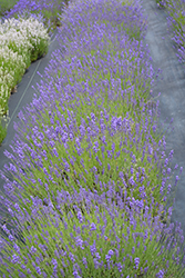 Betty's Blue Lavender (Lavandula angustifolia 'Betty's Blue') at Lakeshore Garden Centres