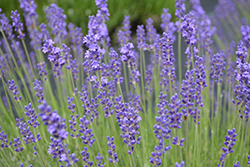 Betty's Blue Lavender (Lavandula angustifolia 'Betty's Blue') at Lakeshore Garden Centres