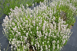 Pink Lavender (Lavandula angustifolia 'Rosea') at Lakeshore Garden Centres