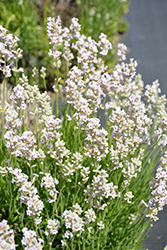 Pink Lavender (Lavandula angustifolia 'Rosea') at Lakeshore Garden Centres