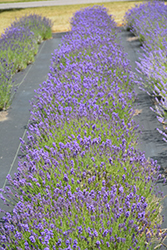 Sharon Roberts Lavender (Lavandula angustifolia 'Sharon Roberts') at Lakeshore Garden Centres