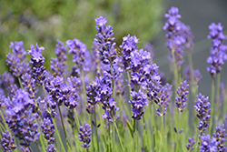 Sharon Roberts Lavender (Lavandula angustifolia 'Sharon Roberts') at Lakeshore Garden Centres