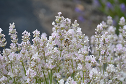 Ellagance Pink Lavender (Lavandula angustifolia 'Ellagance Pink') at Lakeshore Garden Centres